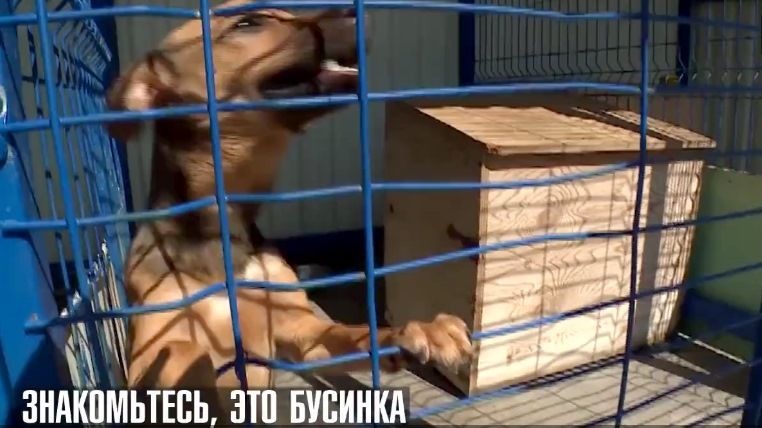 Иностранный футбольный болельщик собирается привезти на родину найденную им собаку в Сочи