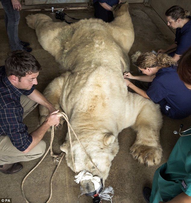 Ветеринары осматривают белого медведя, который заболел аллергией