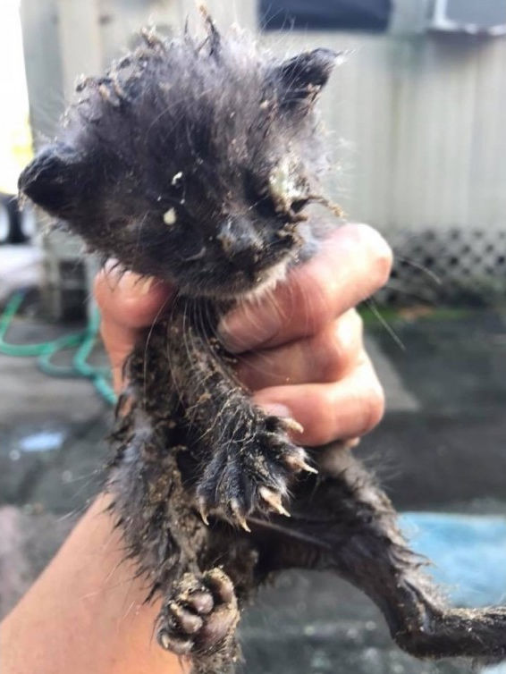 Женщина спасла грязного котёнка, которого не замечали другие люди