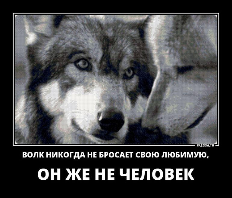 Мы часто часто ссорились с тобой. Волки преданные друг другу. Волки преданность. Волк любит. Волчья верность.