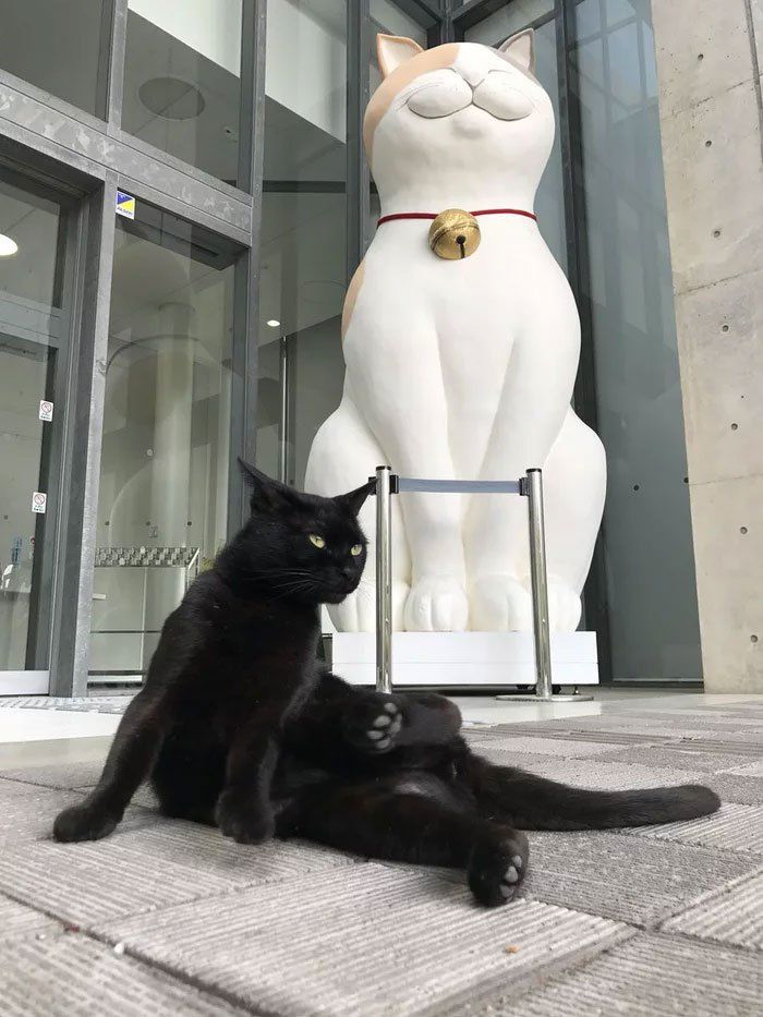 Кот в музее