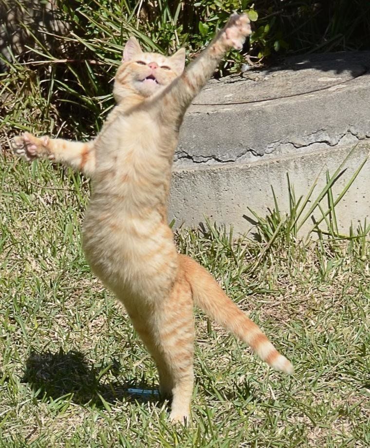 Где коты танцуют. Радостный кот. Кот радуется. Счастливый кот. Танцующие коты.