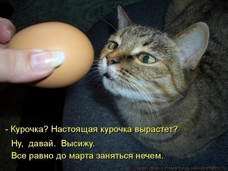 Можно коту яйцо. Кошачьи яйца. Смешные яйца. Пасхальные яйца котики. Кошачьи яйца прикол.
