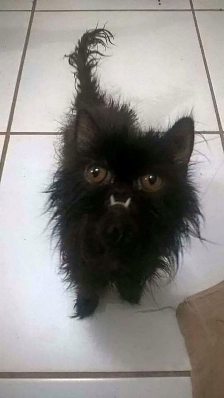 фото самого страшного кота
