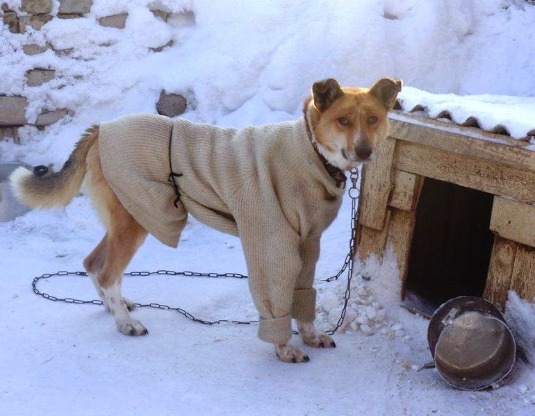 Холод собачий картинки прикольные с надписями