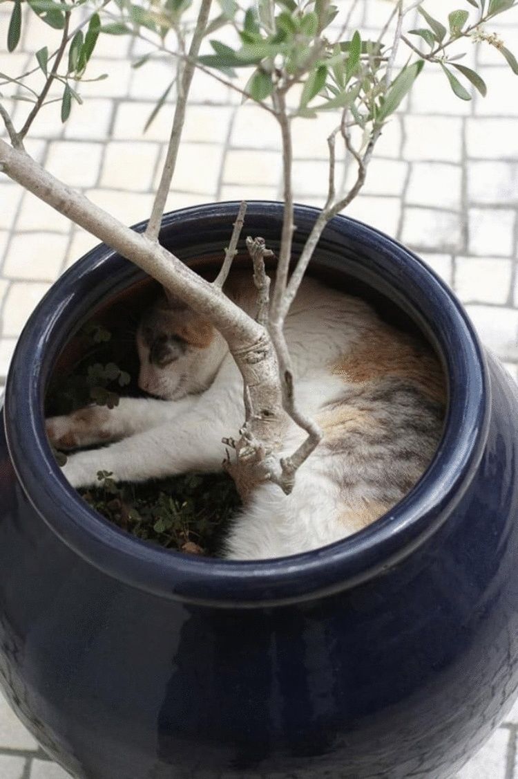 Как отвадить кошек с участка. Кот в цветочном горшке. Коты спят в цветочных горшках. Кот в горшке с цветком. Горшок для кошек.