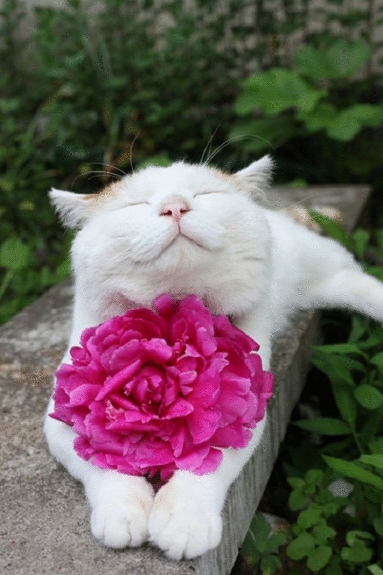Жизнь хороша": 10 фото, на которых довольные котики делятся с вами поз...
