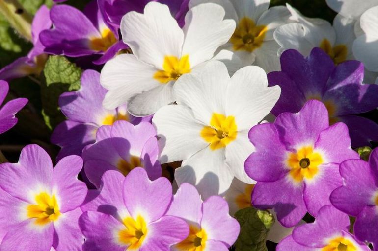 Все первые весенние цветы называются подснежниками. Каковы настоящие названия растений?
