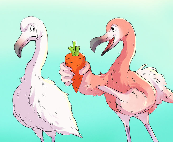 Птенцы фламинго имеют сероватое оперение. 