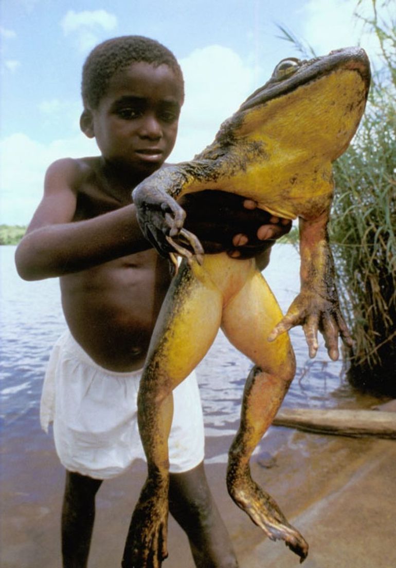 Лягушка Голиаф – самая большая лягушка
