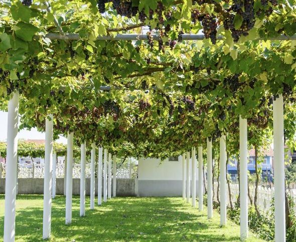 Шпалера — необходимая опора для хорошего роста винограда