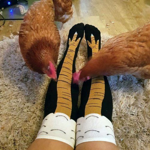 Ноги Курицы Фото