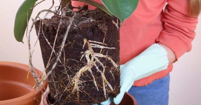 Как выращивать фикус каучуконосный в домашних условиях?