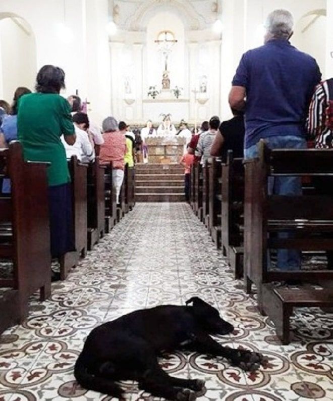 В Бразилии бездомные собаки живут в церкви