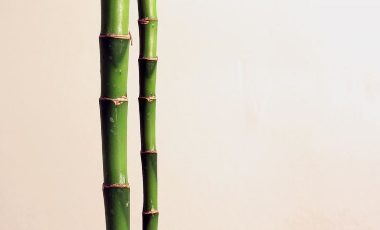 Как выращивать бамбук в домашних условиях в гидрогеле?
