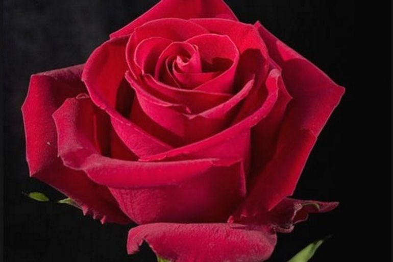Как выращивать розы из букета в домашних условиях?