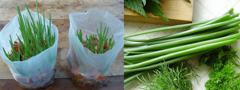 Как выращивать лук на зелень в домашних условиях?