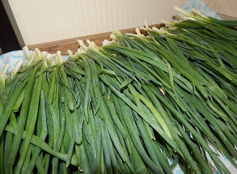 Выращиваем зеленый лук дома в больших количествах