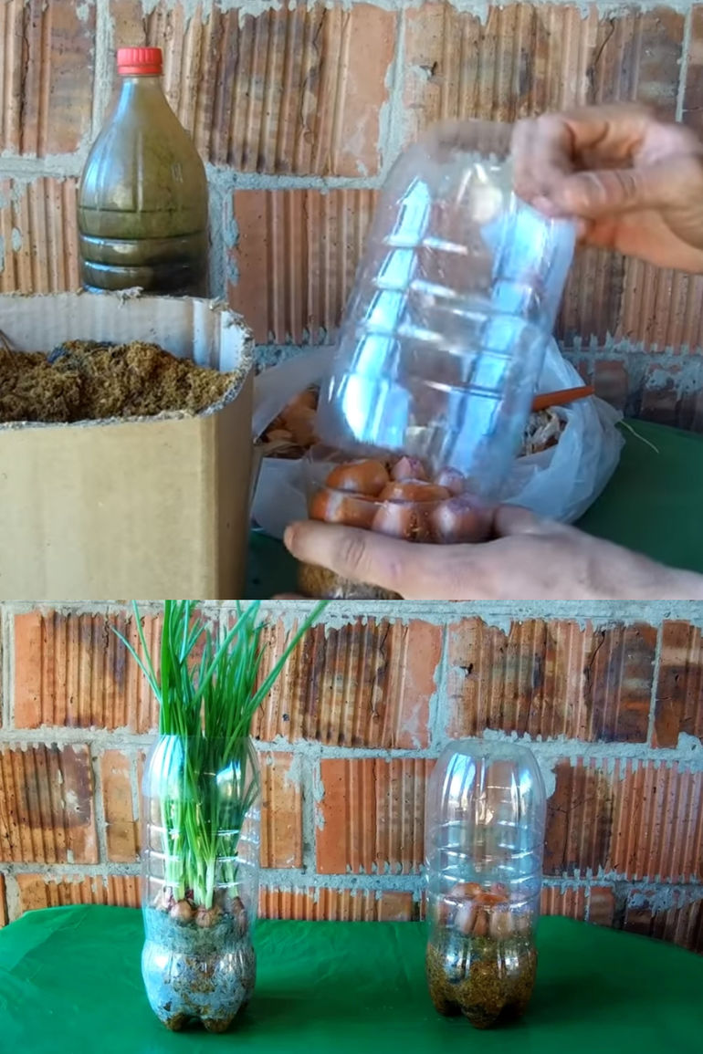Как выращивать лук на перо в домашних условиях?