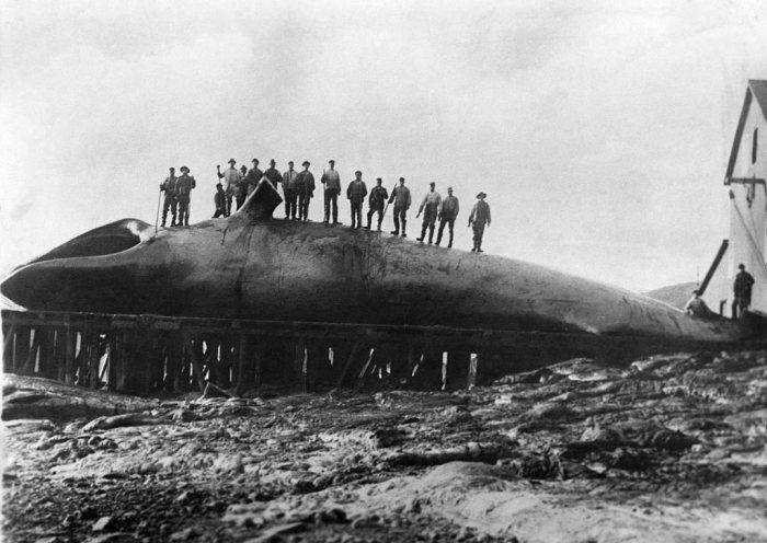 Секретные фотографии антарктиды 1912 года