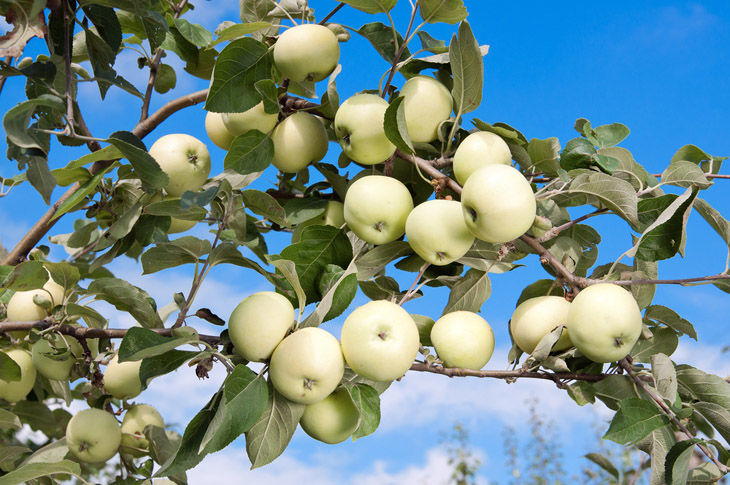 Фото яблок разных сортов