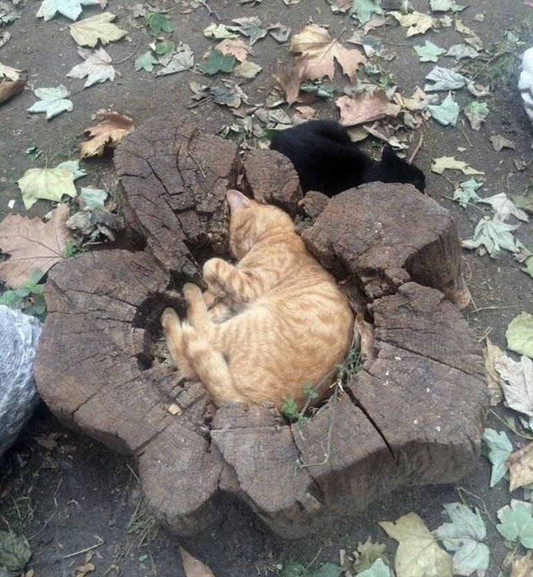Https scrolller com r. Кошки в необычных местах. Кот на пне. Кот на пеньке. Кошки спят в необычных местах.