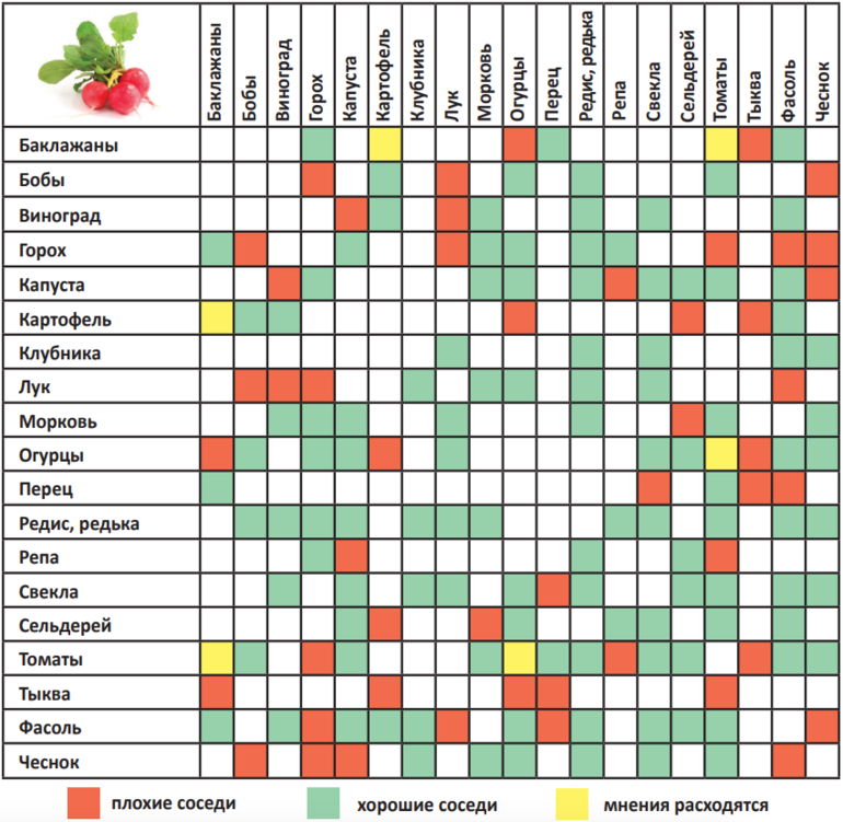 Виды соседства. Таблица совместимости посадок овощных культур. Таблица совмещенных посадок растений на грядке. Совместимость овощных культур при посадке на грядке таблица. Соседство овощей на грядках таблица совместимости.