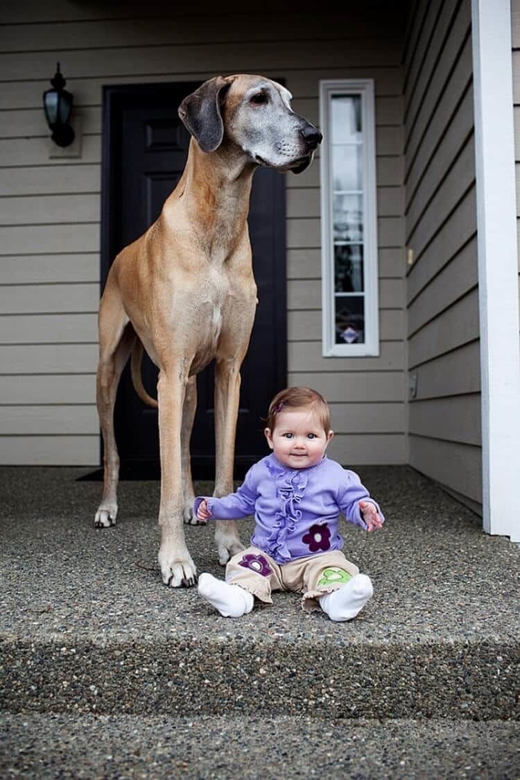 Идеальная собака для квартиры. Большие собаки для квартиры и детей. Высокие собаки. Маленькая собака. Красивые собаки большие.
