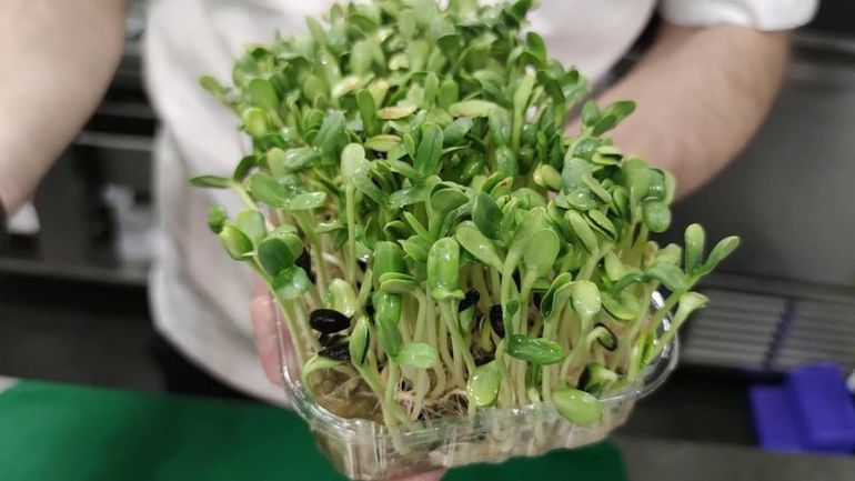 Витаминная микрозелень из семечек — готова уже через неделю