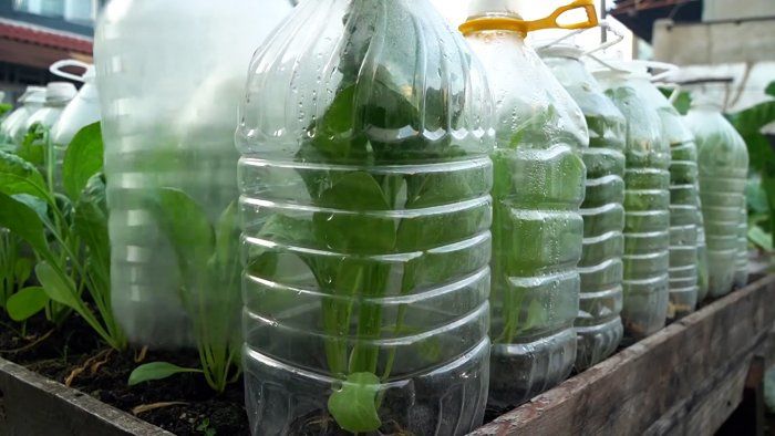 Выращиваю шпинат в ПЭТ бутылках круглый год