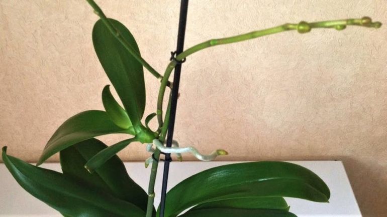 Реальный способ размножения орхидеи: