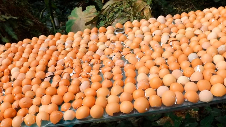 Незаменима на огороде: удивительные применения яичной скорлупы