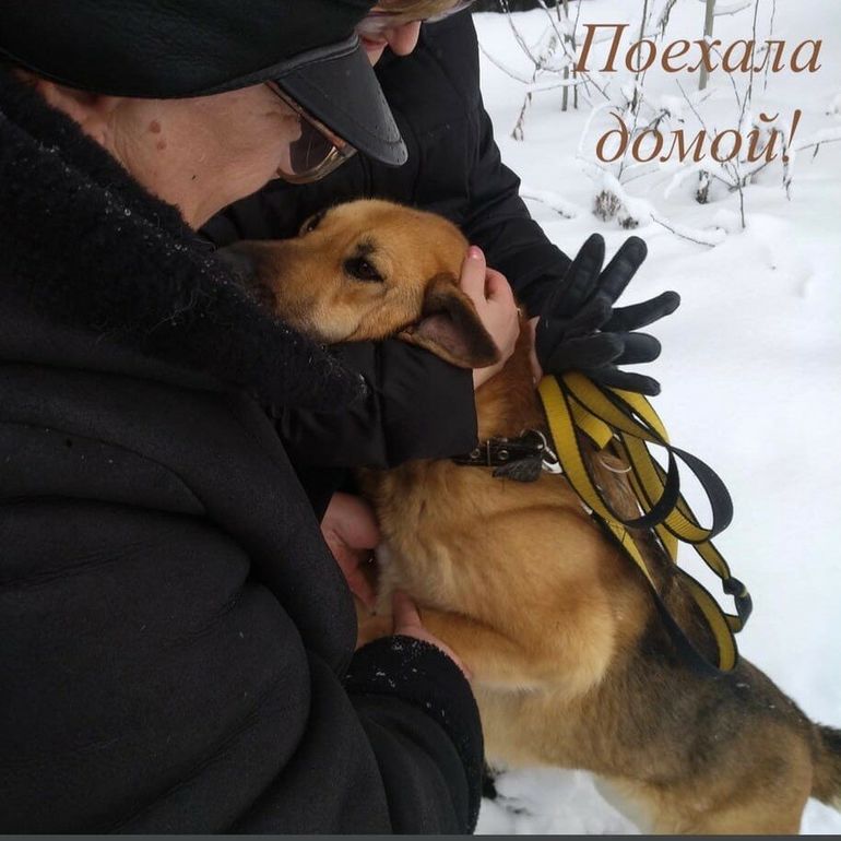 Минут собаке. Три года назад у бездомной собаки со щенками пытались отобрать одеяло. Собака забирает одеяло. Бесплатные собаки попытка забирайте. В Воронеже отобрал одеяло у собаки.