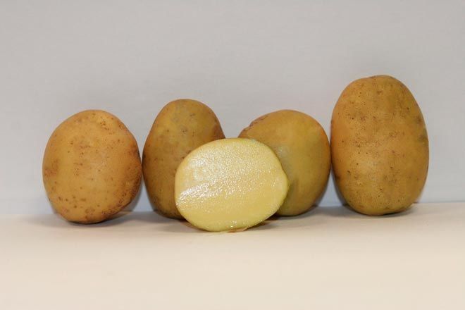 Что нужно знать о картофеле Импала