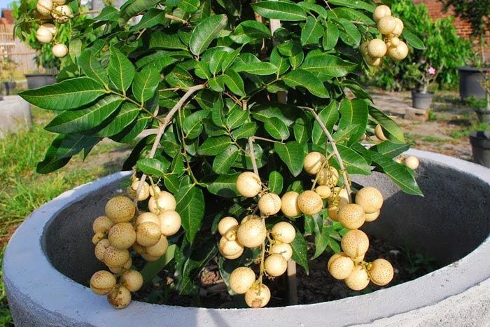 Особенности выращивания экзотического фрукта лонган