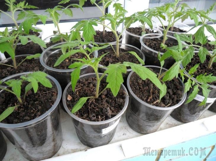 Выращивание рассады томатов без пикировки
