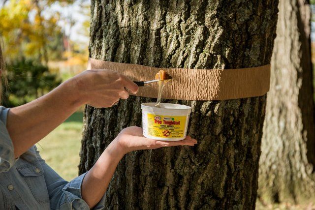 Ловчий пояс для дерева – как сделать своими руками и правильно закрепить