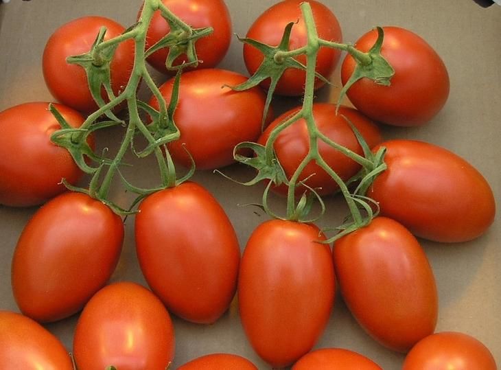 Рио гранде — необычные помидоры, родом из Голландии