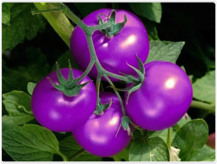 Женщина посадила черные и фиолетовые томаты и показала, что выросло