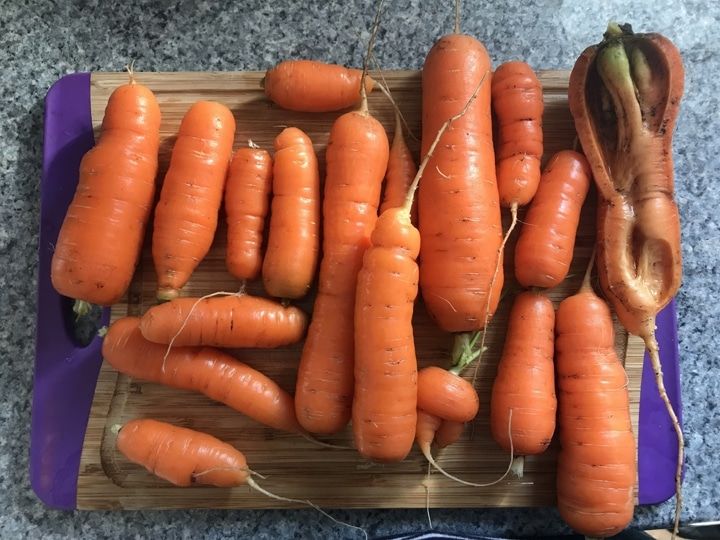 Как вырастить ровную морковь