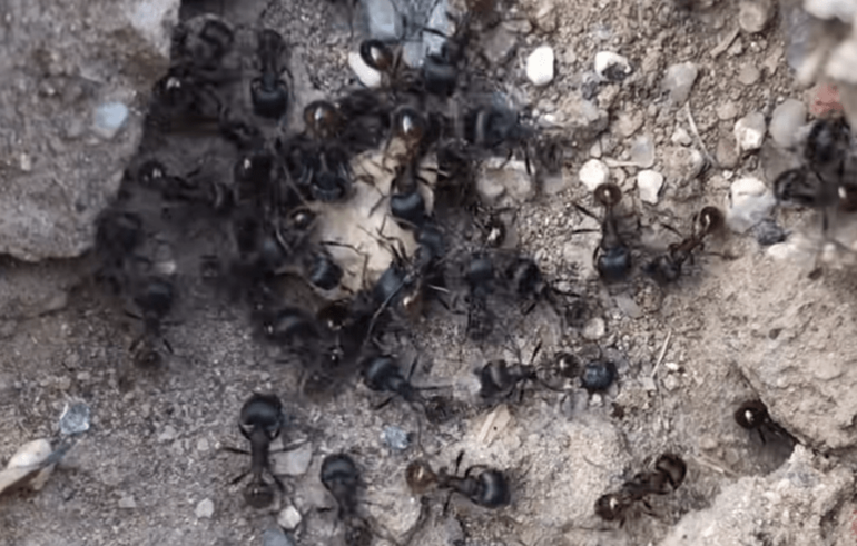 Как избавиться от муравьев без приманок