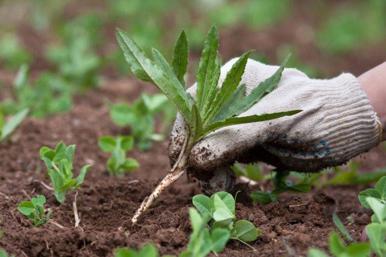 Сорняки в помощь: как определить почву для посадки растений