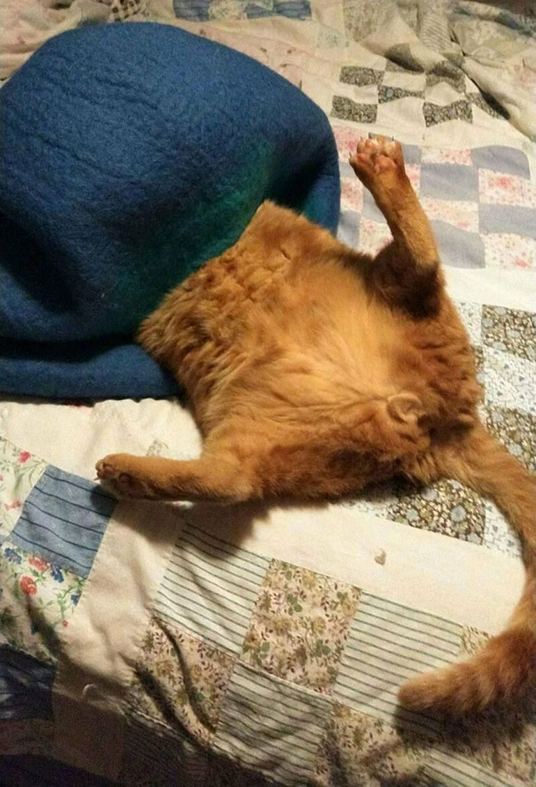 Кот после сна