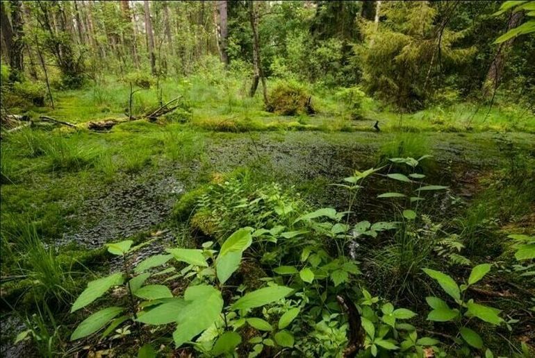 какое море омывает берега белоруссии