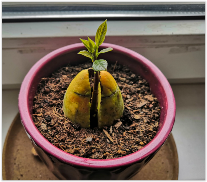 Как прорастает авокадо из косточки фото