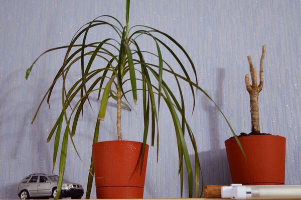 Драцена окаймлённая Dracaena marginata 90-45-15 160/24