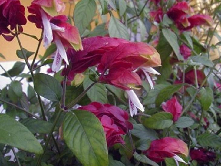 Белопероне — оригинальный цветок для лёгкой жизни