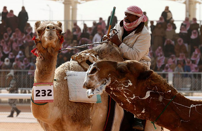 Губки уточкой: 12 верблюдов выгнали с конкурса красоты за ин
