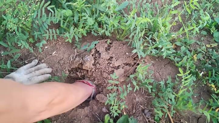 Земля на участке как камень или глина? Посейте уникальный сидерат, и ...