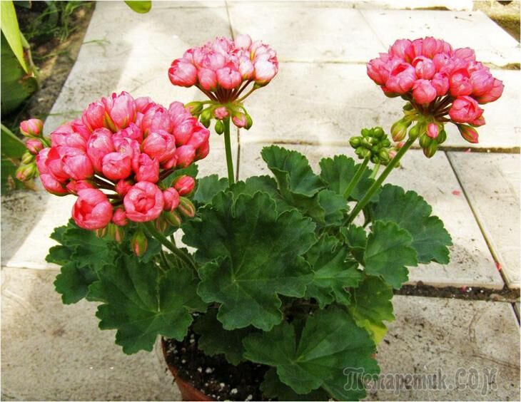 Пеларгония – пышное цветение с весны до осени. Выращивание из семян, советы и секреты